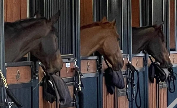 Equestrian real asset operations